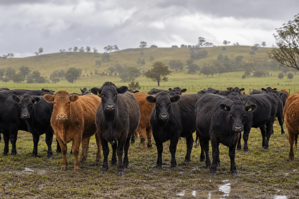 Rain Drives Australian Cattle Prices to Record Highs