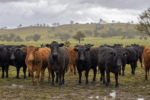 Rain Drives Australian Cattle Prices to Record Highs