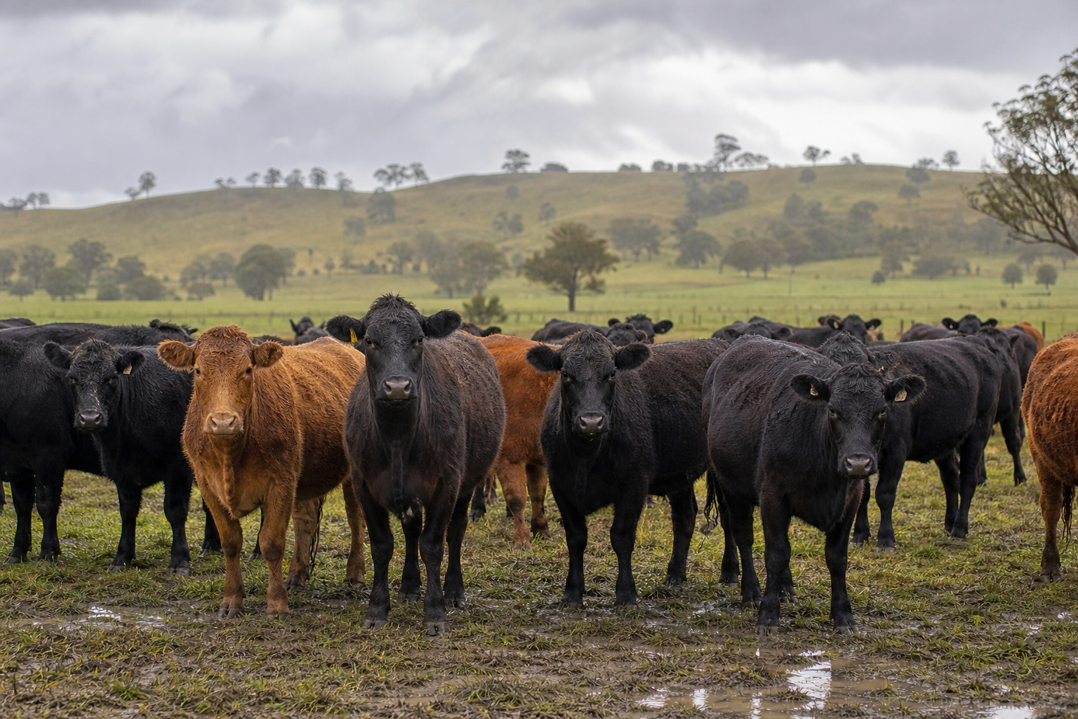 Rain Drives Australian Cattle Prices to Record Highs