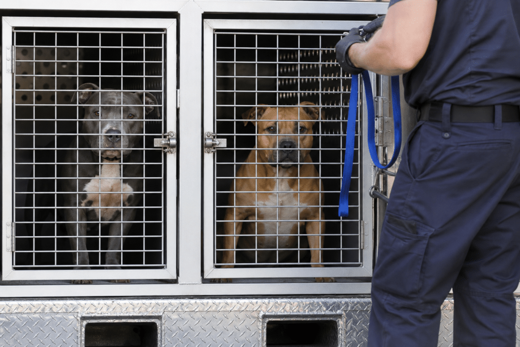 Two Dogs Captured After Chermside Attack