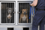 Two Dogs Captured After Chermside Attack