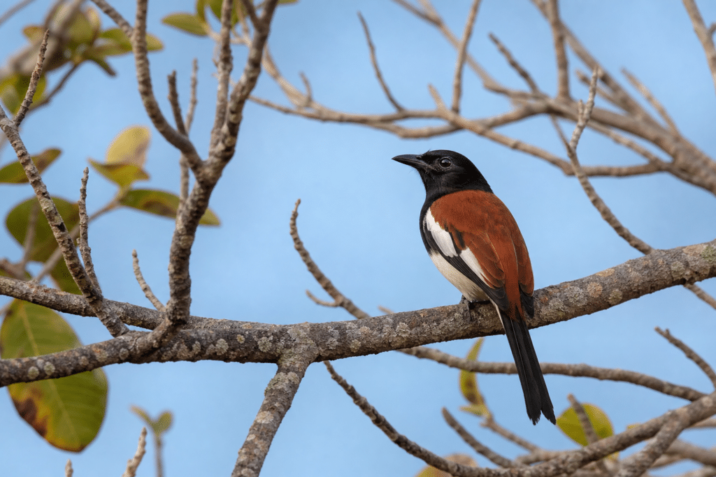 Darwin’s birdlife shines in Top End photographs