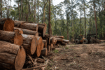 One Nation pledges Victorian native logging return