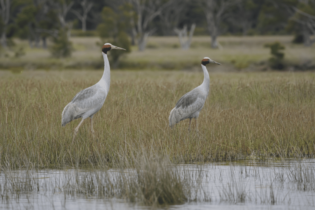 Genetic Divide Raises Risks for Victorian Brolgas