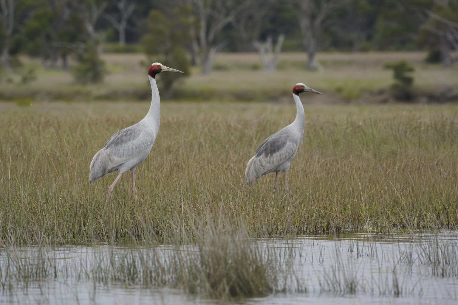 Genetic Divide Raises Risks for Victorian Brolgas