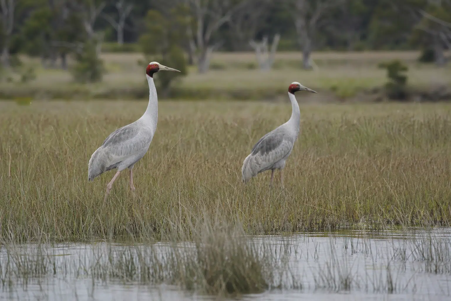 Genetic Divide Raises Risks for Victorian Brolgas