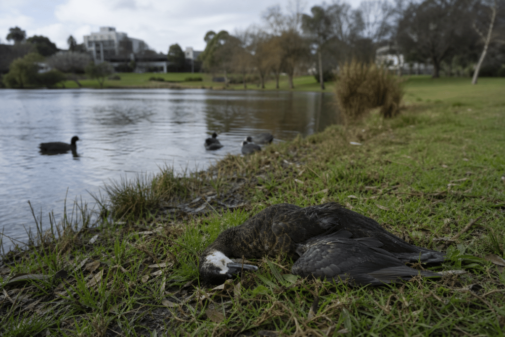 Lake Weeroona Bird Deaths Prompt H5N1 Testing