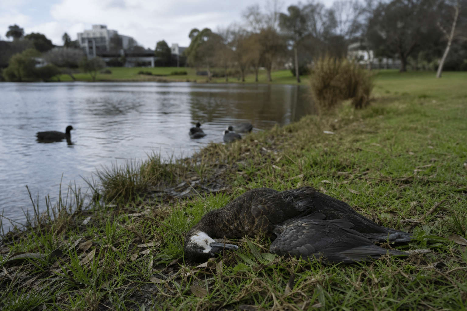 Lake Weeroona Bird Deaths Prompt H5N1 Testing